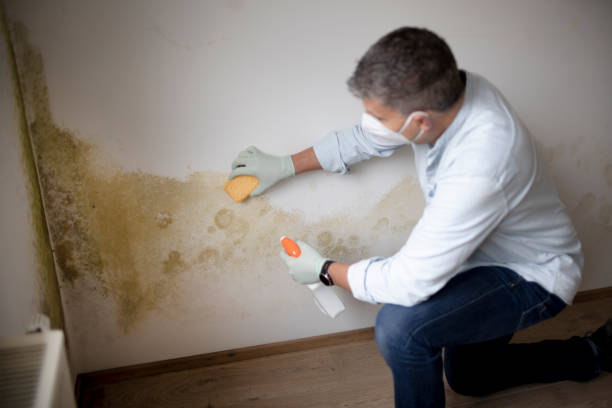 Best Airborne Mold Testing  in Ke Providence, LA
